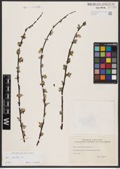 Foto von Salix aurita L.